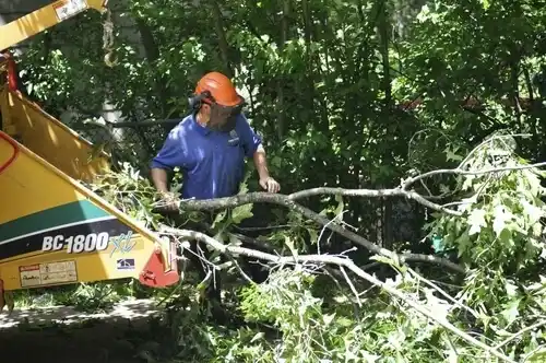 tree services Belfield